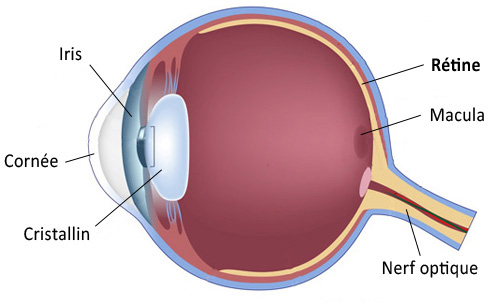 Rétine et les yeux rouges